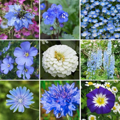 A collage of various blue wildflowers, showcasing different species within the wildflower mix.