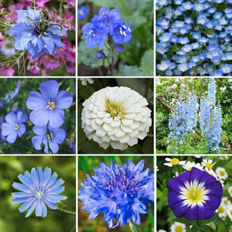 A collage of various blue wildflowers, showcasing different species within the wildflower mix.
