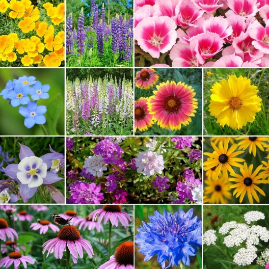 A collage of various colorful wildflowers that can be grown in a garden, including yarrow, columbine, bachelor button, and more.