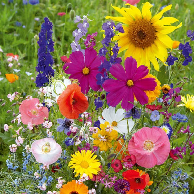 A colorful array of wildflowers in bloom, showcasing various species from the Wildflower Fairytale Mix.