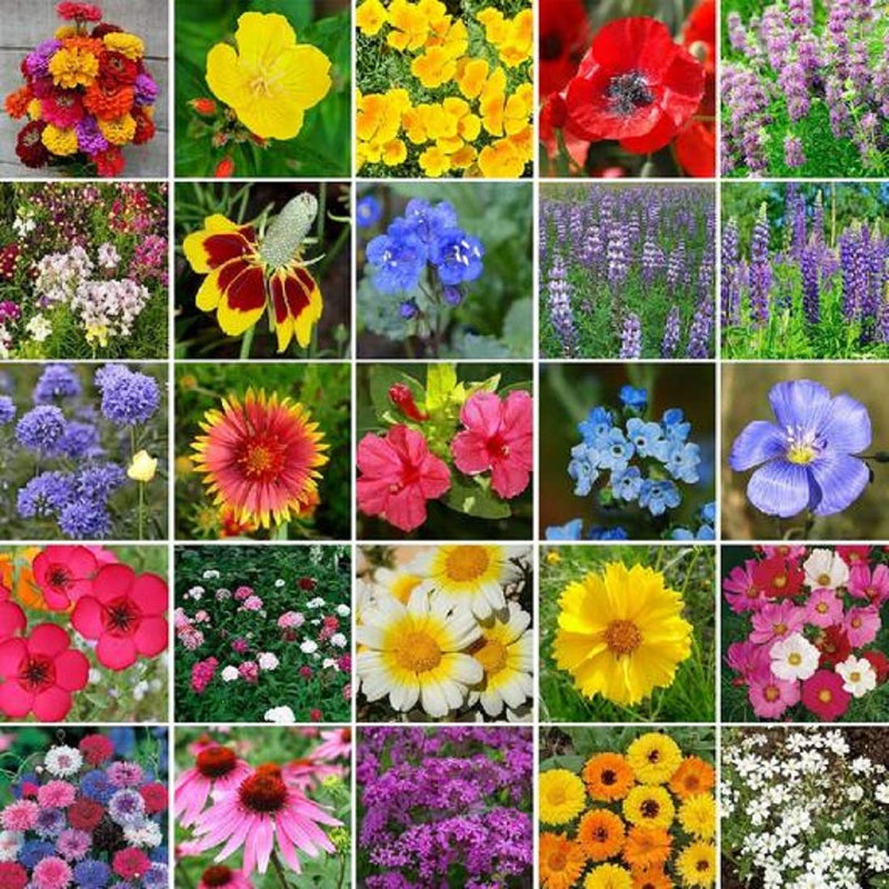 heirloom perennial flower seeds Wildflower Heirloom Flower Mix 200 Non-GMO, Heirloom Seeds – David's Garden Seeds®