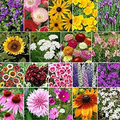 A collage of various late blooming wildflowers from the Late Bloomer Mix, including coneflowers, cosmos, daisies, and other annuals, perennials, and biennials.
