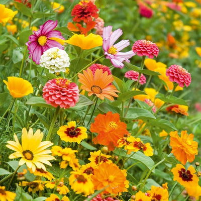 A colorful assortment of wildflowers in bloom, showcasing a range of orange, yellow, pink, and white petals.