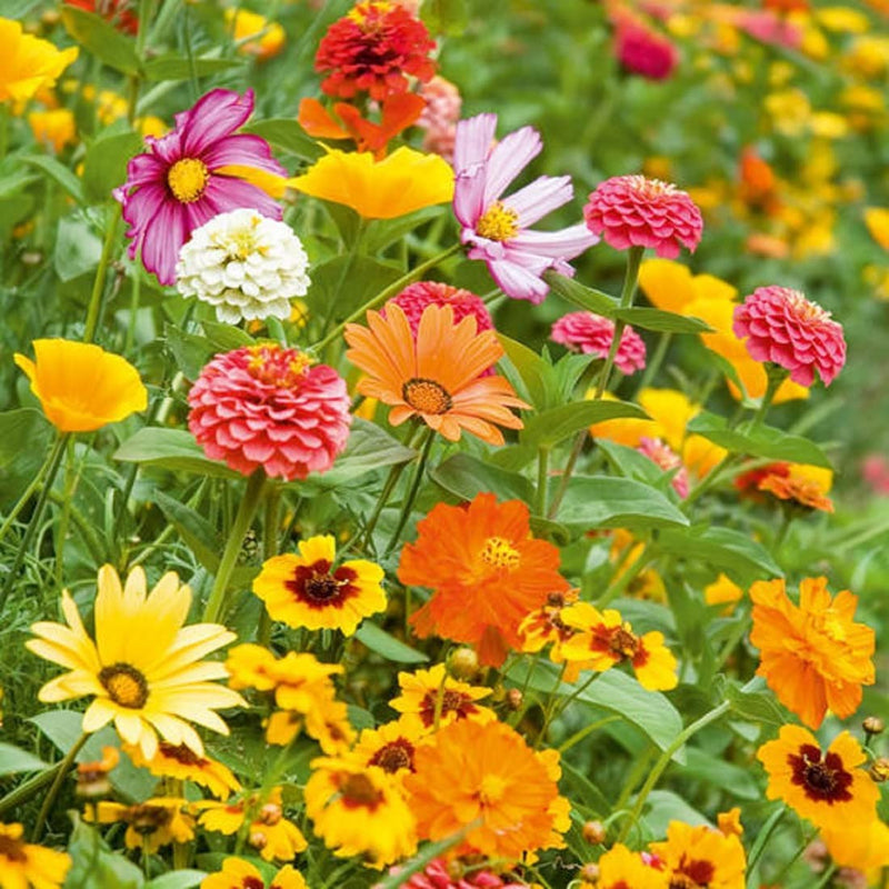 A colorful assortment of wildflowers in bloom, showcasing a range of orange, yellow, pink, and white petals.