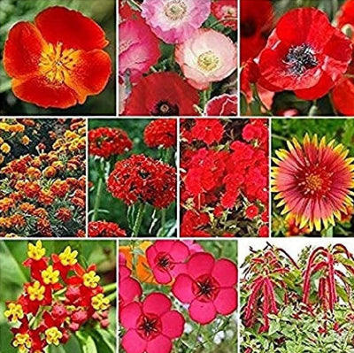 A collage of various red flowers and wildflowers, showcasing a range of floral patterns and colors suitable for a garden setting.