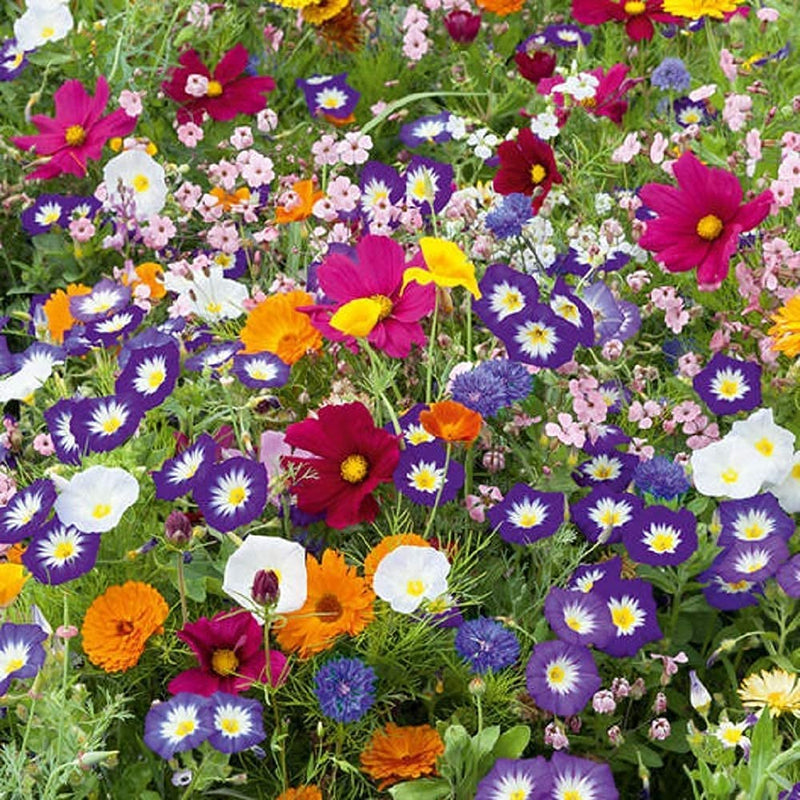 A vibrant mix of colorful wildflowers in bloom, showcasing a variety of colors and textures.