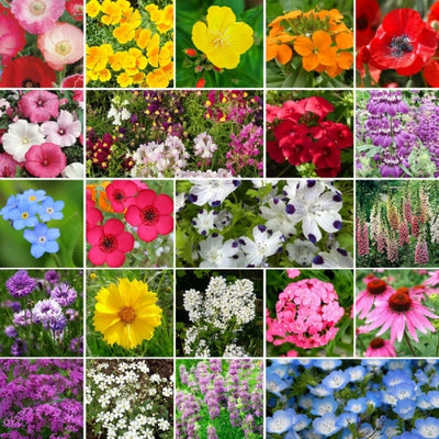 A collage of various wildflowers that can be grown in partial shade, including different types of flowers such as poppies, wallflowers, and gerberas.