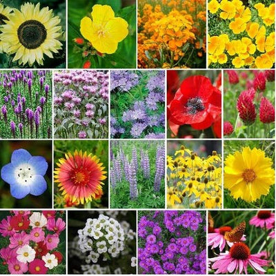 A collage of various colorful wildflowers, including sunflowers, daisies, poppies, and more, indicating a mix of heirloom and non-GMO seeds.