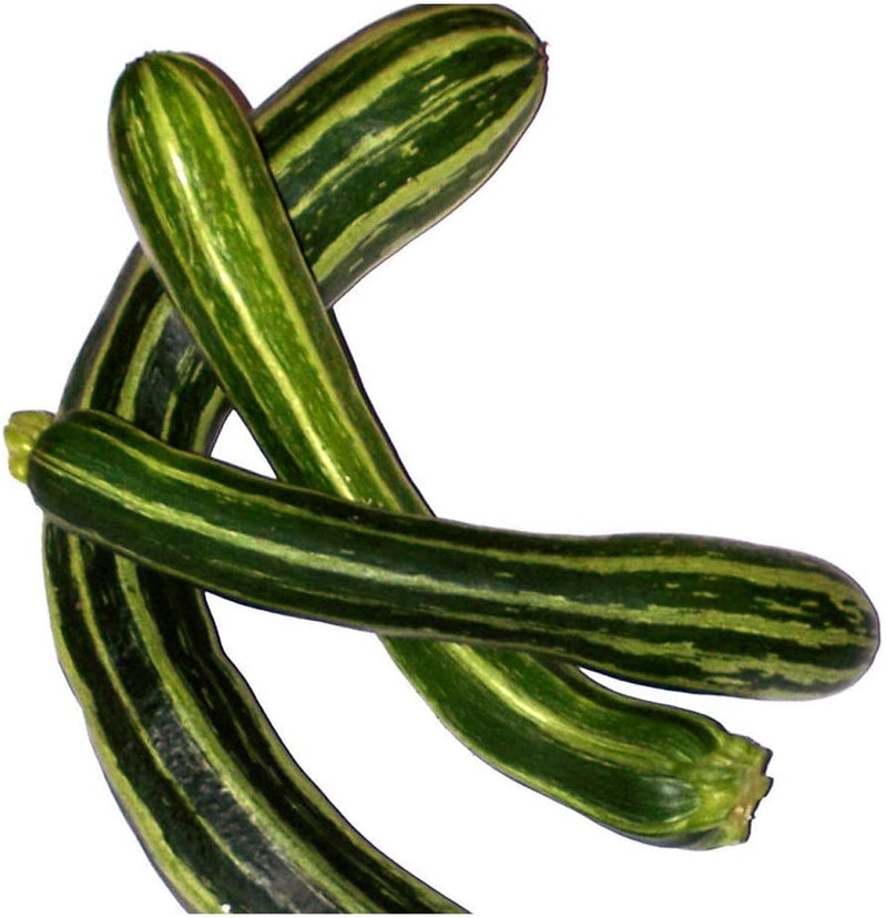 A group of green zucchini squashes with light-green stripes, indicative of the Cocozelle variety.
