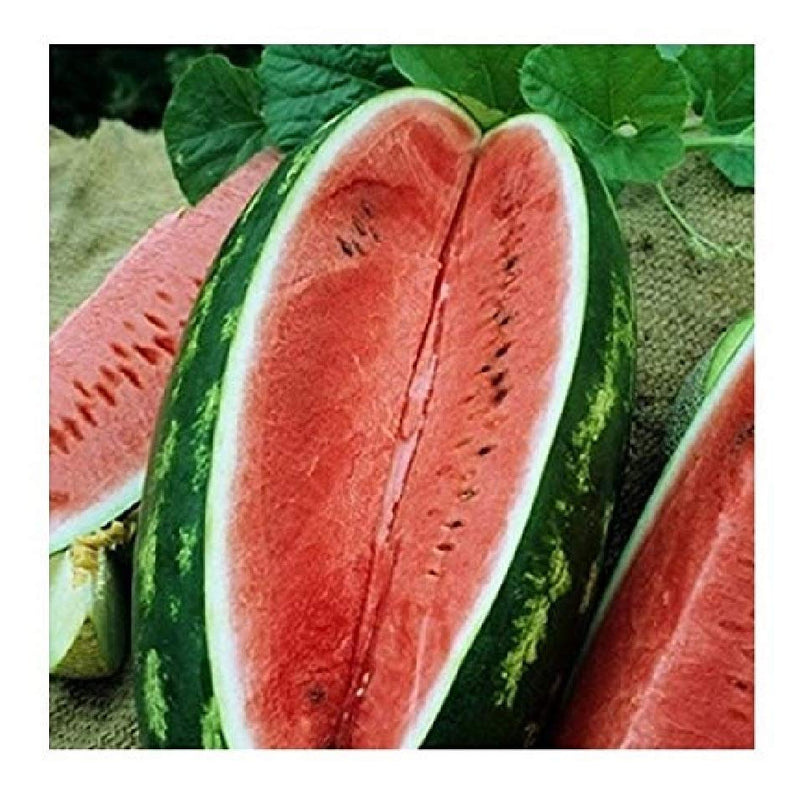Fruit Watermelon Allsweet 50 Non-GMO, Heirloom Seeds
