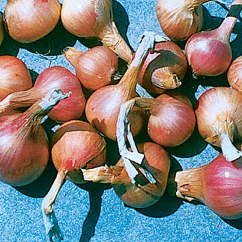 Traditional shallot for long storage. Large, half-long style French shallots with reddish-copper skin and white flesh. Very firm, and suitable for long storage through spring. Adaptation: 40 to 60° latitude. Harvest in about 90 days. Germination rate is about 80% or better. 