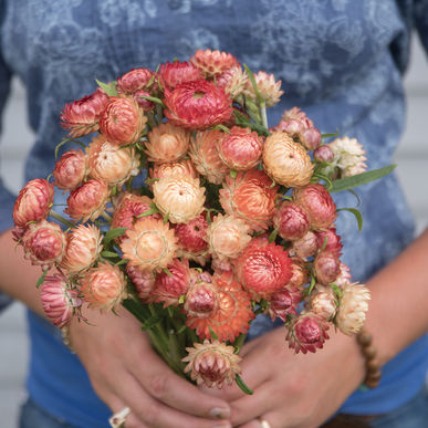 Apricot Peach Mix Strawflower seeds grow tall, well-branched plants that produce double flowers 2 to 2 and 1/2 inches across. Blooms in about 70 days. 