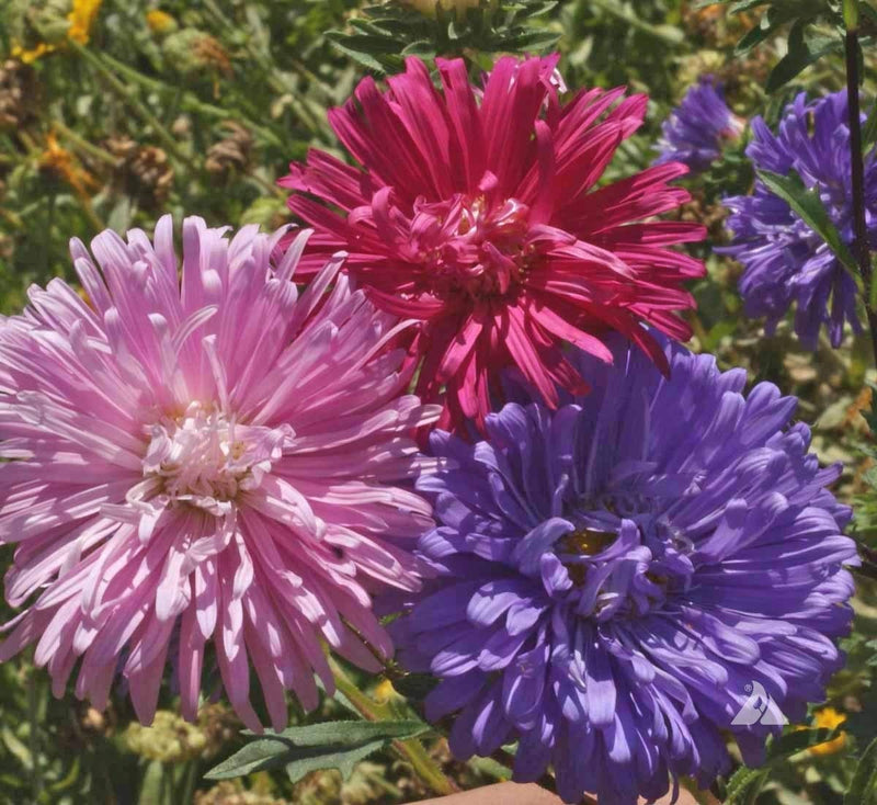 Flower Aster China Crego Mix 200 Non-GMO, Heirloom Seeds