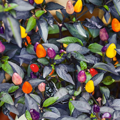 Autumn Time's distinctive dark purple foliage categories this variety as an ornamental type. The plant measures 20 to 22 inches tall. These sturdy plants produce and produce.