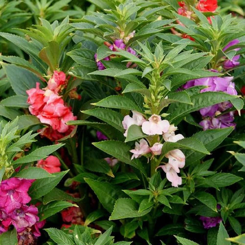 Flower Balsam Mixed Colors 200 Non-GMO, Heirloom Seeds