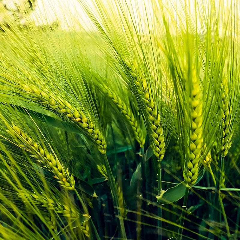Grain Crop Barley Robust Non-GMO, Heirloom Seeds 10 Ounce Package