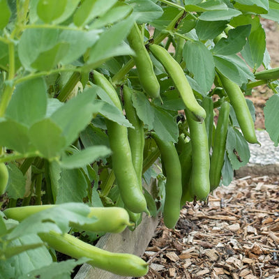 Green fava beans growing on the plant with lush leaves.