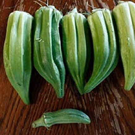 A plump okra that taste great. Discovered in San Antonio by M. Beck who took it and harvested seeds from it. Grows great in the South. Smiles at the heat. Harvest in about 60 days. Germination rate is about 80% or better. We grew this in the summer of 2023, with temps over 100 for 41 days (straight and still counting as of 9th of August, 2923) and they are doing great. It is the only thing that is not suffering in this heat.