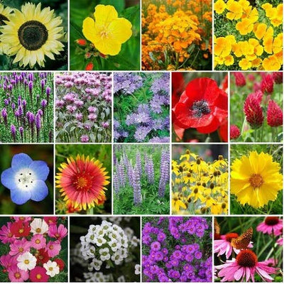 Our "Bee's Knees" Pollinator Wildflower Seed Mix is packed with 18 different species that are suited for pollinators of all types! Bees, birds, and butterflies flock to the colorful gardens in which this mix is sowed. The amount of days to bloom vary. <span data-mce-fragment="1" class="a-list-item">Germination rate about 80% or better.</span>