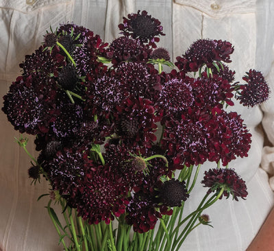A dramatic addition to any bouquet or garden. Almost black, 1 1/2–2 1/2" blooms stand tall on strong, slender stems. Also known as mourning-bride. Ht. 24–36". Harvest in 100 days. Germination rate is 70%. 