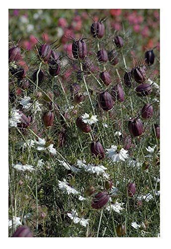 White double flowers and decorative seed pods for fresh and dried bouquets. Fluffy 1 and 3/4 to 2 inch blooms fade to large, dark plum-colored seed pods on 12 to 24 inch stiff stems. Accented by attractive, ferny foliage. Whimsical, balloon-shaped seed pods dry readily/easily. Flowers attract and feed bees as well as other beneficial insects.&nbsp; Blooms in about 75 days. Germination rate about 70% or better. 