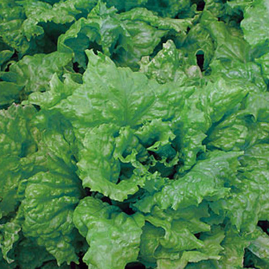 Quickly produces a large head of delicious, crinkly, juicy, light green leaves. Grow-able all season, spring, summer, and fall.  Harvest in about 40 days. Germination rate: about 80% or better. 