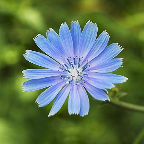 Herb Chicory 200 Non-GMO, Heirloom Seeds