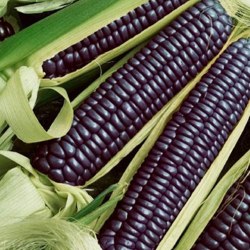 Ancient flint corn bushy 5 feet tall plants. 8-10 ears per stock. This corn grows vivid dark blue kernels with a smooth texture. Blue corn said to originate from the Hopi people of the Southwest. Harvest in 110 days. Germination rate about 80% or better. 