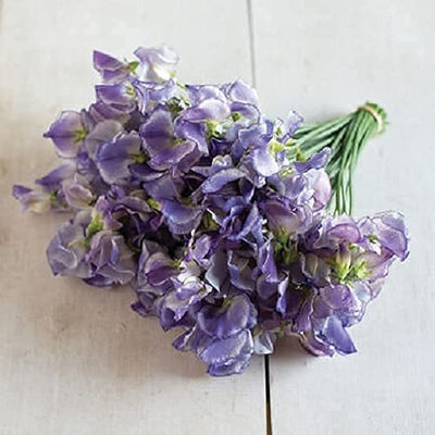 Striped petals on long stems. From the Spencer Series. Lavender blue streaks and flecks throughout and lining the slightly ruffled petal edge. Reminiscent of sea glass. Plants produce 3–4 blooms per 9–12" stem. Mildly fragrant. 