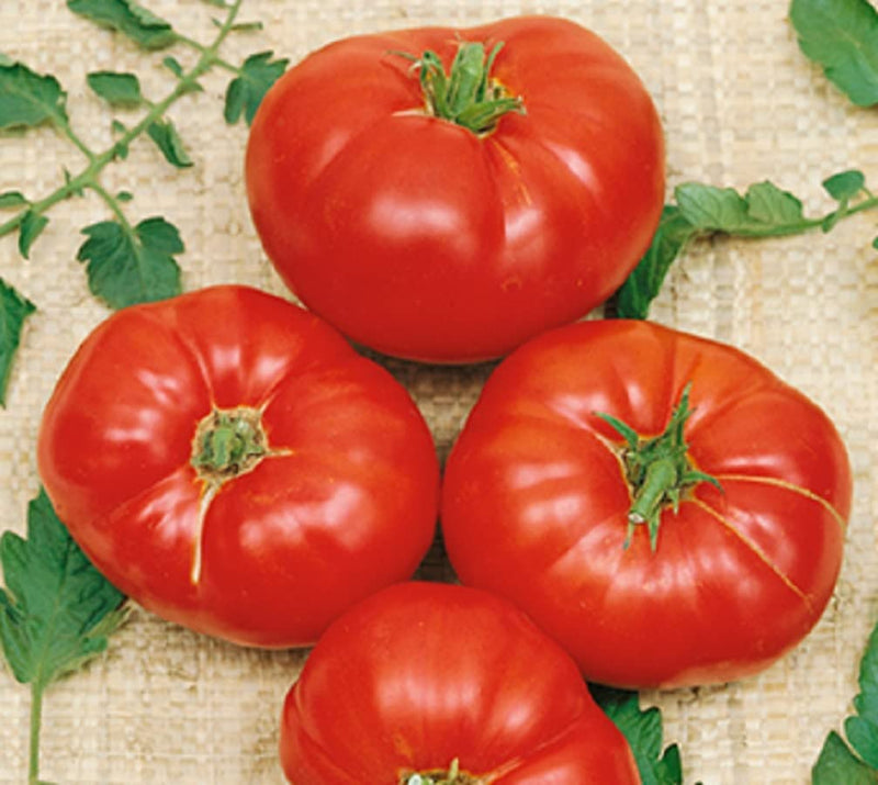 Tomato Beefsteak Indeterminate Box Car Willie 25 Non-GMO, Heirloom Seeds