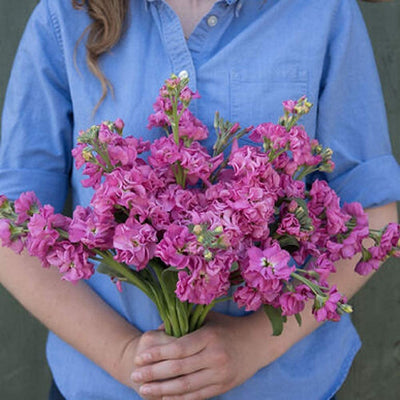 Versatile single-stem stock. Long stems with 1 1/2–2", bright pink blooms. Early blooming one-cut series. Good uniformity in bloom time and stem length. 55–60% double-flowering without selection; some selection possible. 
