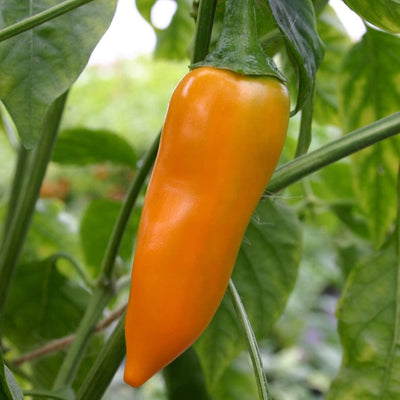 Bulgarian Carrot chile peppers are elongated, curved to straight pods, averaging 5 to 10 centimeters in length, and have a conical, tapered shape with a distinct point on the non-stem end. The skin is smooth, glossy and thick, ripening from dark green to bright orange when mature. Underneath the surface, the flesh is thin, crisp, and aqueous, encasing a central cavity filled with a few round, flat, cream-colored seeds.