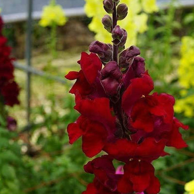 Sonnet Series snapdragon seeds grow a fragrant, classic, and authentic touch of the Mediterranean in your home or garden. Sonnet Series snapdragons are easy to grow from seed and timeless centerpieces for fresh cut arrangements, baskets, and bouquets. Snapdragon Sonnet Series seeds grow brilliant 18 inch tall stalks filled with gorgeous dense blooms of vivid carmine colors.