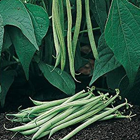Bean Bush Tavera 100 Non-GMO, Heirloom Seeds
