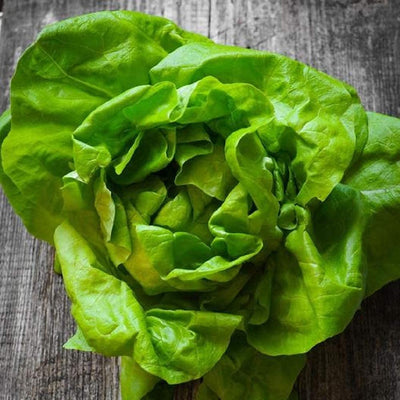 Heirloom Butterhead Bibb Lettuce is one of the great classic heirloom butterhead lettuce varieties available anywhere. Bibb Lettuce produces abundant yields of crisp and delicious lettuce. One of the most popular salad lettuces. Harvest in 55 days. Germination rate about 80% or better.