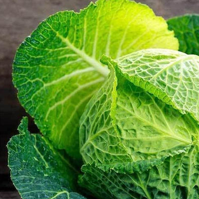 A fresh head of Savoy cabbage with outer leaves intact, green and leafy.