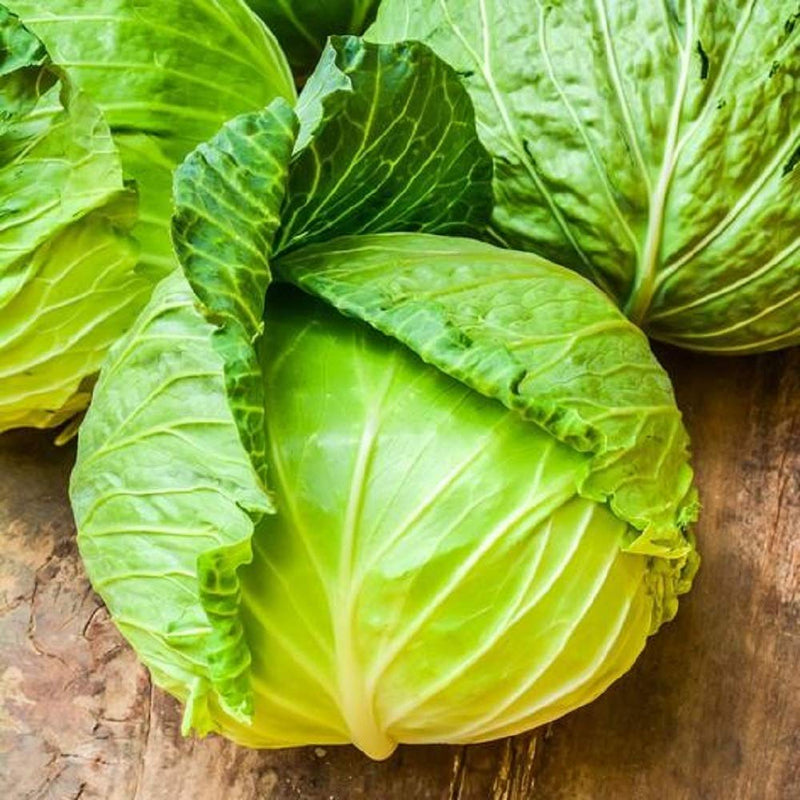 Brunswick is a “Drum Head” cabbage, introduced in Europe in the 1920’s, that has long since become an American favorite. Brunswick is an extremely versatile cabbage and can be planted virtually throughout the year.  Harvest in about 85 days. Germination rate about 80% or better. 