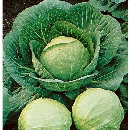 A Southern Favorite! Excellent flavor. Small compact 12 to 18 inch high plant produces short-stemmed, short core, uniform solid oval heads of dark blue-green, cup-shaped leaves. The slightly crinkled heads average 10 to 12 inches in diameter and weighing 3 to 5  pounds. Does well in warmer climates. Slow to bolt. Good wrapping leaves for stuffing and fillings. Excellent choice for fresh markets and home gardens.  Harvest in about 75 days. Germination rate about 80% or better.