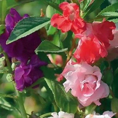 These Impatiens will produce numerous and beautiful large flowers on a more compact plant than the other varieties. Growing merely 11 inches tall, Bush Mix Impatiens is a classic heirloom flower that does wonderfully well in containers. Blooms in about 70 days. Germination rate is about 70% or better.