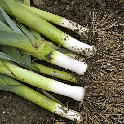 This European leek, with long stalks and a very good flavor. Has bulbs that are well-sized and can reach 2 inches thick. They have an amazing flavor and cook very fast! You can over winter them and they will come up ever year. They are insect and disease resistant. Harvest in about 60 days. Germination rate is about 70% or better. 