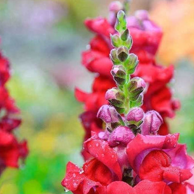 Sonnet Series snapdragon seeds grow a fragrant, classic, and authentic touch of the Mediterranean in your home or garden. Sonnet Series snapdragons are easy to grow from seed and timeless centerpieces for fresh cut arrangements, baskets, and bouquets. Snapdragon Sonnet Series seeds grow brilliant 18 inch tall stalks filled with gorgeous dense blooms of vivid rose colors.