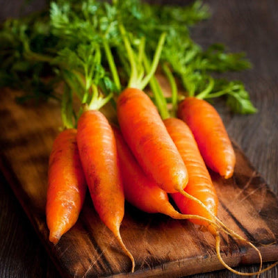 Just 4 inches long, tender and sweet! Bright orange, smooth, non-tapering 5/8”, blunt tipped. Great for serving whole. Commercial, Fresh Markets, Home Gardens, Processing.  Harvest in about 60 days. Germination rate about 80% and better.