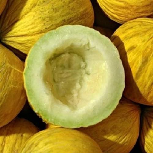 Fruit Melon Casaba Golden Beauty 50 Non-GMO, Heirloom Seeds
