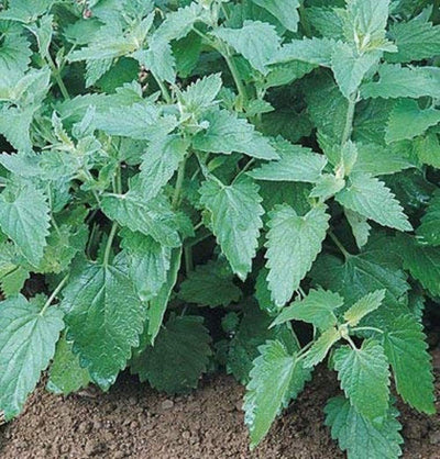 Vigorous, high-yielding plants. Cat-attracting perennial with gray-green leaves and white flowers. Markets for catnip include cat toy crafters, herbal tea companies, and retail plant sales. Medicinal: Leaves and flowering tops are used as a gentle and very mild sedative. Germination rate about 80% or better. 