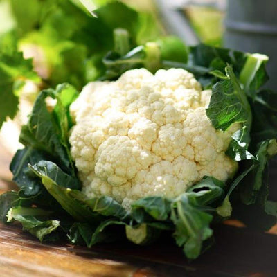 The name says it all – the Snowball Improved Cauliflower is pristine white. An heirloom variety, the Snowball cauliflower is a favorite of home vegetable gardeners. Harvest in about 80 days. Germination rate about 80% or better.