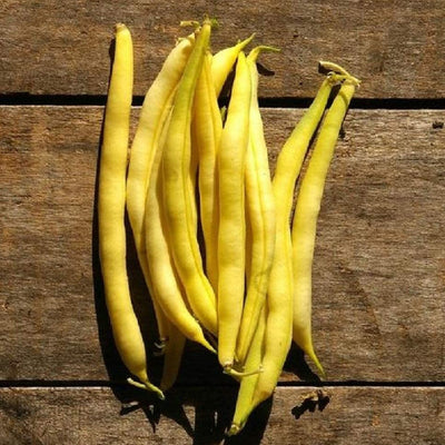 Cherokee Wax Bean produces beautifully yellow, 5 to 6 inches long round pod. Completely string-less at all stages. Cherokee Wax Beans are delicious fresh, canned or frozen. Harvest in about 58 days. Germination rate is 80% or better. 