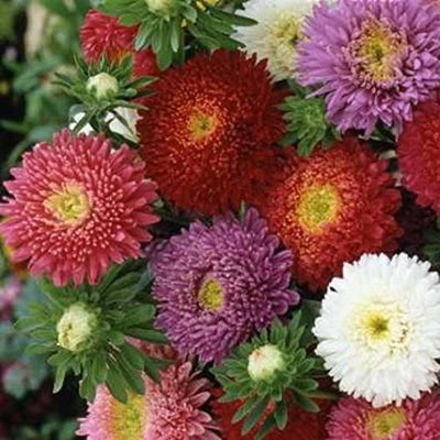 China Aster Seeds Powder Puff Mix provides large, full and long lasting blooms atop extra long stems, making them the idea choice for both ornamental gardening, or cut flowers for vase arranging!&nbsp;&nbsp; Plant China Asters in full sun, in a location with good drainage. You will be rewarded with huge blooms atop tall stems, perfect for cutting! Blooms in 70 days. Germination rate about 70% or better.