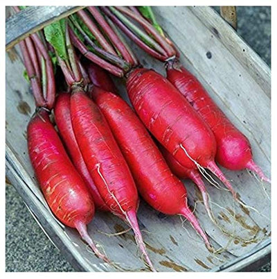 A classic "winter" radish that is best planted later in the season, and then harvested for winter storage. China Rose produces an attractive rose-colored exterior and delicious white flesh. As its name suggests, this radish hails from China, and was introduced to the occidental world by Jesuit monks in the 1950s. Harvest in 30 about days. Germination rate about 80% and better. 