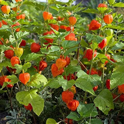 Our Chinese Lantern features delicate flowers with the tell-tale orange seed pod that looks like a glowing orange lantern. As it can be aggressive, many gardeners recommend confining its growth. The pods dry well and are excellent in dried floral arrangements. Harvest in about 60 days. Germination rate is about 70% or better. 