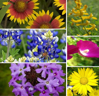 We've selected species that particularly thrive from the southwestern part of the Hill country on up to the Rolling Plains. The Texas Bluebonnets will lead the way in this beautiful mix, with Huisache Daisy and Indian Blanket close to follow. All these wildflowers re-seed themselves readily, and will be back to cheer your spring and summer for many years to come.